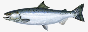 Salmon Fish Png - Adult Coho Salmon