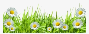 Chamomile Clipart Transparent Png - Flowers Png