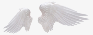 White Angel Wings Png Photo - Angel Wings Png