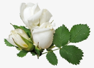 White Rose Clipart Green - White Rose Flower Png