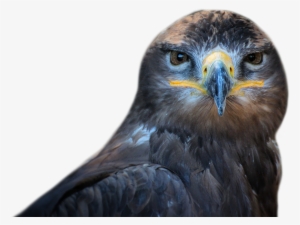 Bird Png