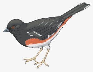 Grey Bird Png Clipart - Seed Eating Bird Clipart