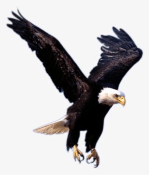 Eagle Landing - Flying Eagle Png