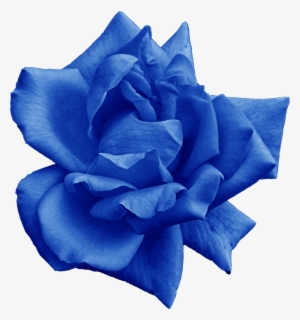 Png File Size - Blue Rose Png