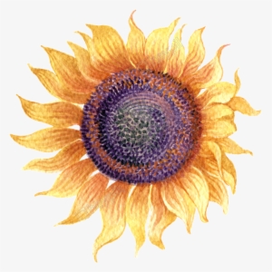 Watercolor Graffiti To Sunflower Transparent - Transparent Background Sunflower Png Free