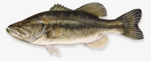 Free Png Fish Png Images Transparent - Bass Largemouth