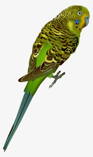 Periquito Png
