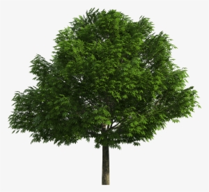 Realistic Tree Png Clip Art - Arboles En Formato Png