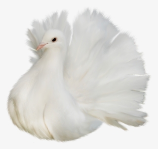 White Beautiful Delicate Dove Png Clipart Picture - Bird