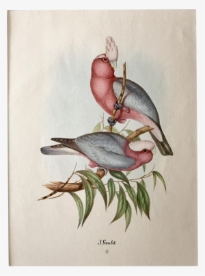 Banner Free Stock Cockatoo Drawing Watercolor - J Gould Bird Prints