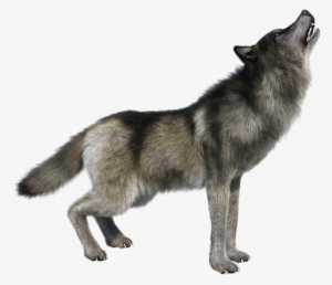 Png Imges Free Download - Wolf Howling Transparent Background