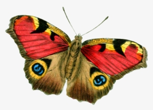 Butterfly Vintage Png