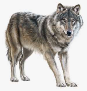 Wolf Png Clip Art - Wolf Png