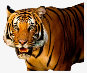 Transparent Background Tiger Png
