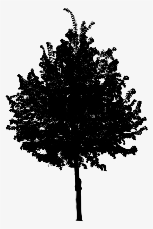 Png File Size - Tree Png Black And White