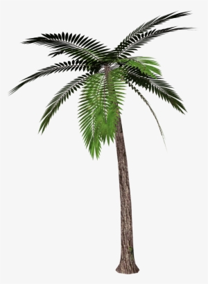 Palm Tree Transparent Background