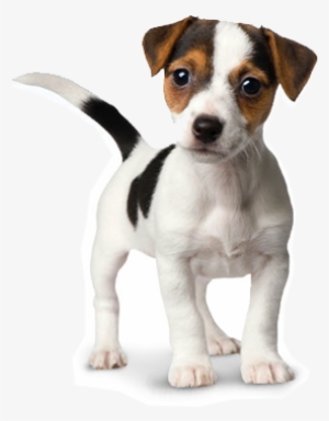 Dog Png Images