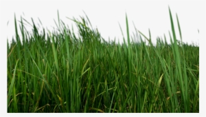 Grass Png Transparent Images - Transparent Grass