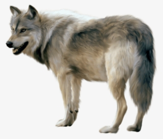 Wolf Free Png Image - Wolf Transparent