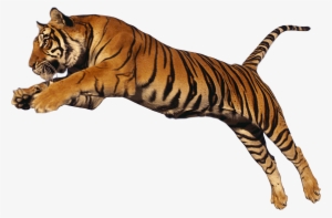 Animals - Tigers - Big Cats Jumping Png