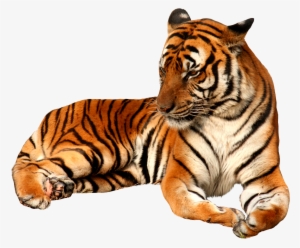 Tiger Png Sitting Image - Transparent Background Tiger Png