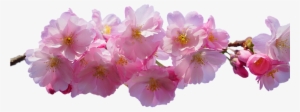 Cherry Blossom, Pink, Isolated, Spring - Flowers With No Background