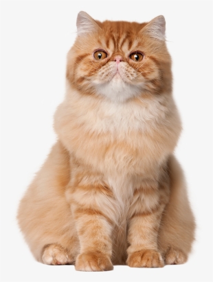 Sitting Cat Png Clip Art