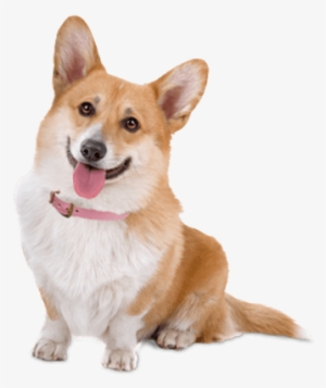 Cute Corgi Dog - Dog Transparent Background