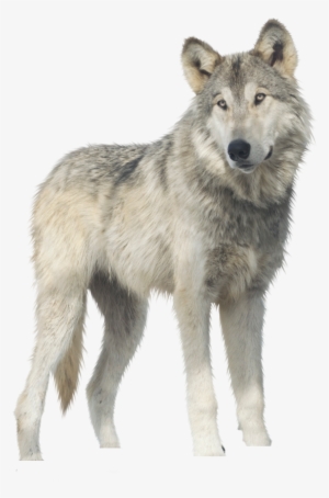 Wolf Png - Canis Lupus Png