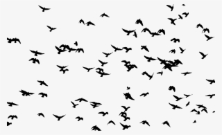 Bird Flight Flock Silhouette Swallow Free Commercial - All That The Birds See [book]