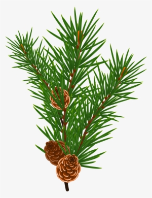 This Free Icons Png Design Of Pine Branch