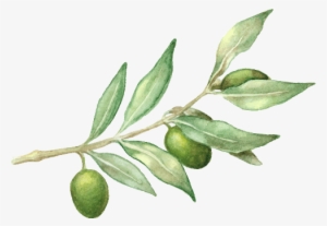 Leaf Extract Island Nutrition - Olive Branches Png Watercolor