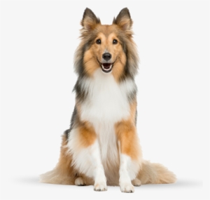 Beautiful Collie Dog - Truth About Pet Cancer