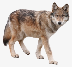 Wolf - Wolf Transparent