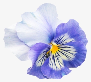 Pansy Flower Png