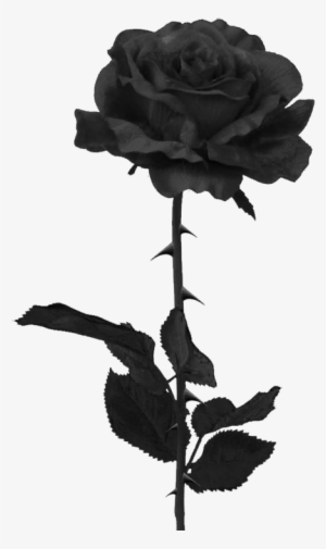 Black Rose Png - Black Rose