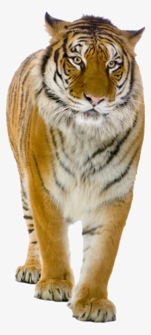 Formato Png, Recursos Photoshop, Imagenes De Animales, - Free Download Tiger Hd