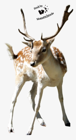 Christmas Deer Png - Cut Out Stock Png