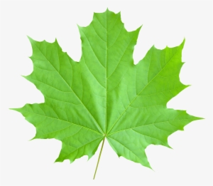 Maple Leaf Png Transparent Image - Green Autumn Leaves Png