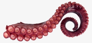 Octopus Png - Tentaculo De Pulpo