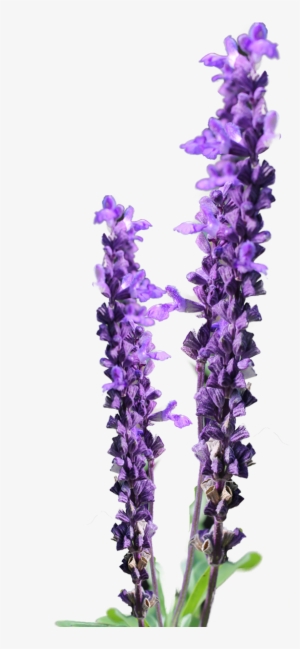 Lavender Flower Clip Art Savingourboys - Lavender Flower Png Free