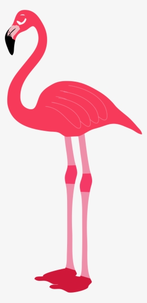 Transparent Background Flamingo Png