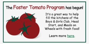 Foster-tomato - Diving
