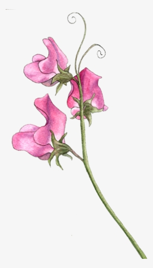 Sweet Pea - Watercolor Sweet Pea Flower Transparent PNG - 300x501 - Free  Download on NicePNG
