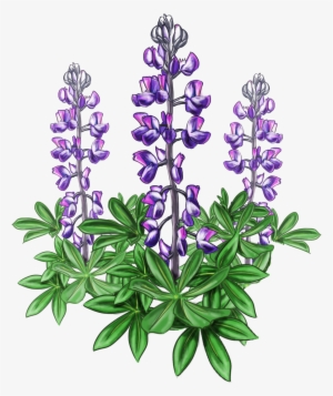 Lupine Bluebonnet Alaska Plant - Lupine Flower Png