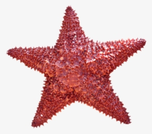 Transparent Background Star Fish