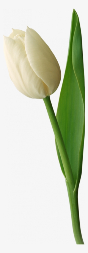 Tulip Transparent White - White Tulip Flower Png