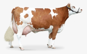 Cow Png - Cattle