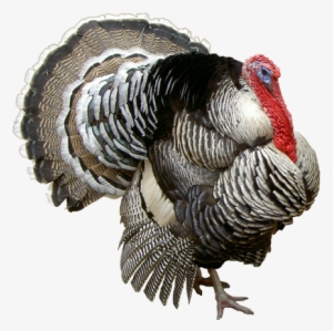 Local Turkey