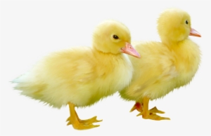 Freeuse Library Duck And Duckling Gallery Of Placards - Ducks Png